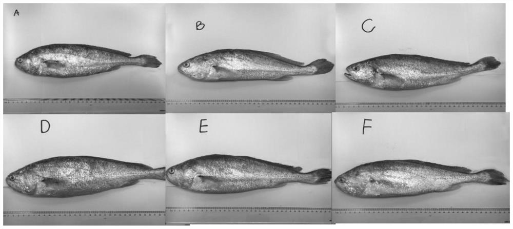 Application of compound feed additive in preparation of feed for improving muscle texture of cultured large yellow croakers
