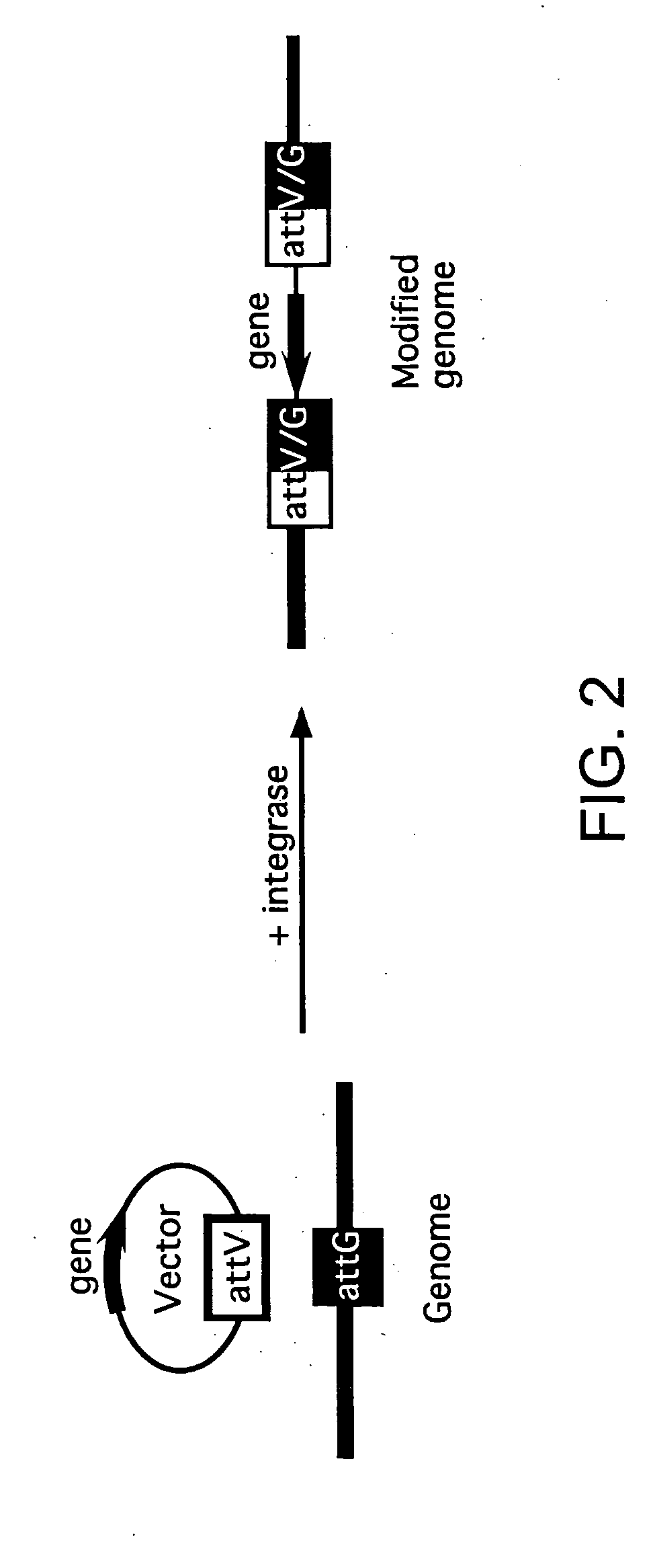 Methods of unidirectional, site-specific integration into a genome, compositions and kits for practicing the same