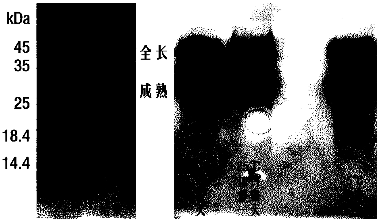 A kind of recombinant Beauveria bassiana protease k and its industrial production and purification method