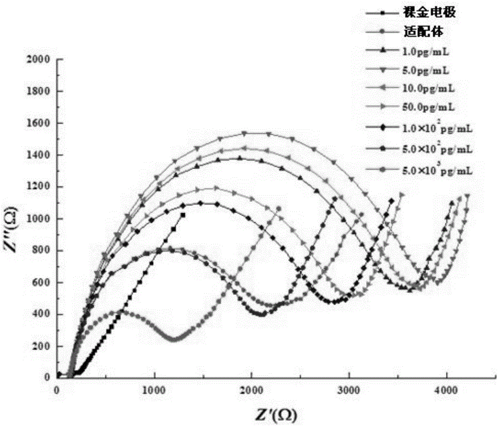 Clenbuterol aptamer and an aptamer electrochemical biosensor for detecting clenbuterol