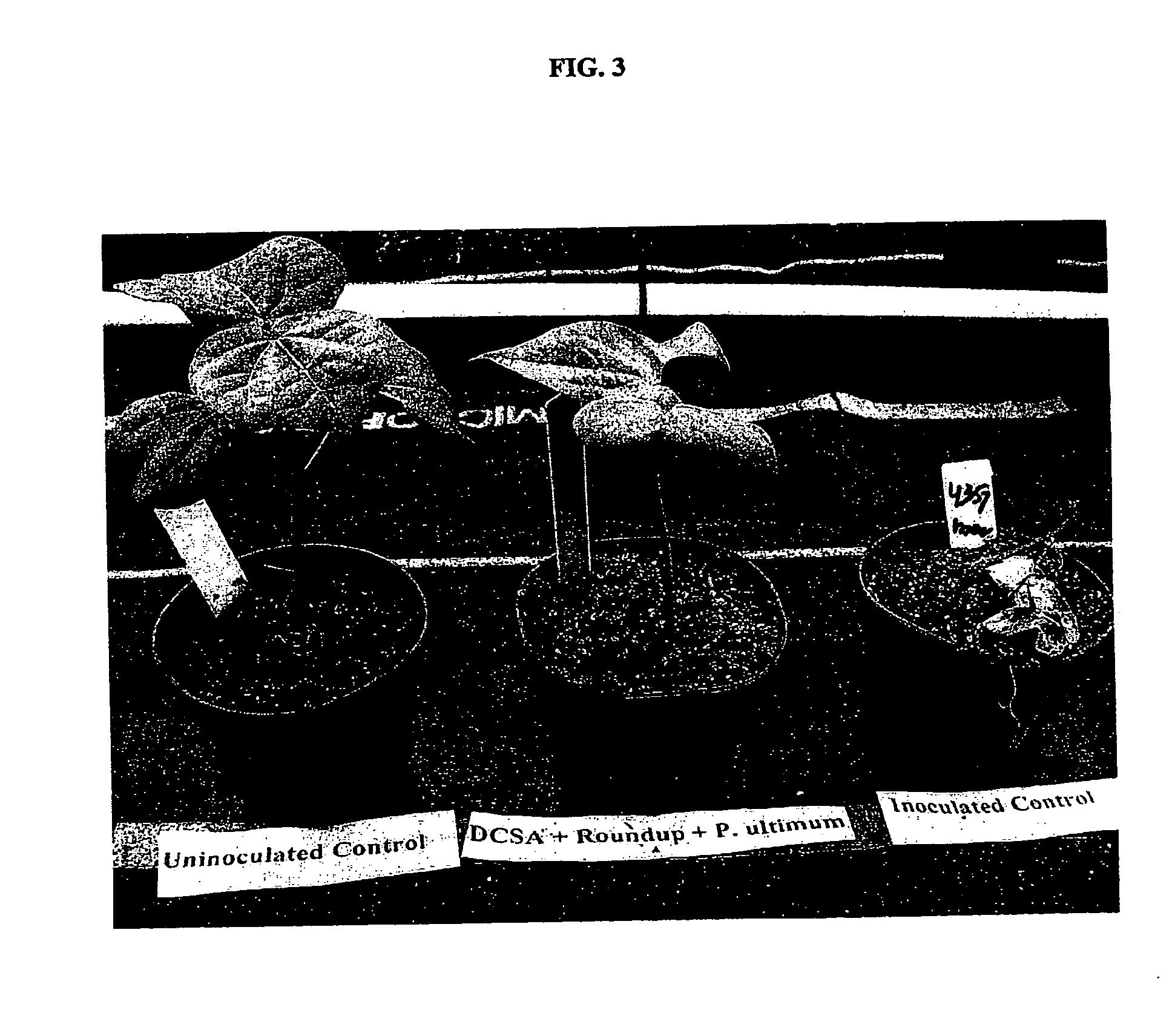 Methods and compositions for improving plant health