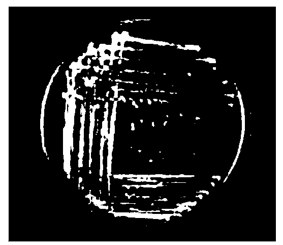 Cellulose-degrading bacteria with phosphate-dissolving capability and application thereof