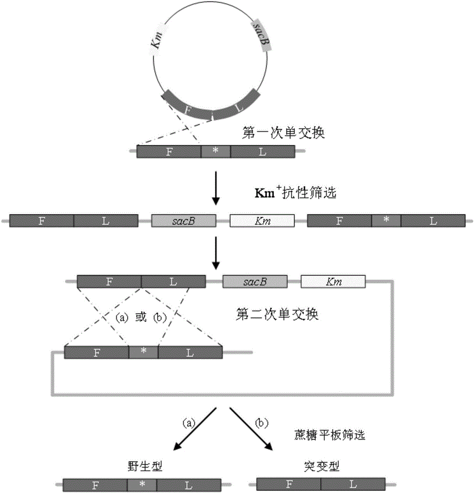 Recombinant strain and application thereof