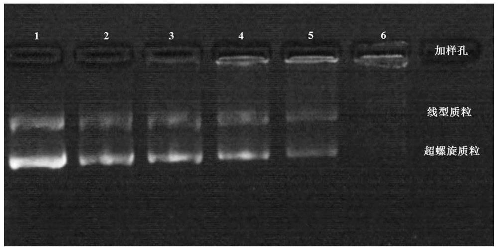 Gene transporter and its preparation method and application