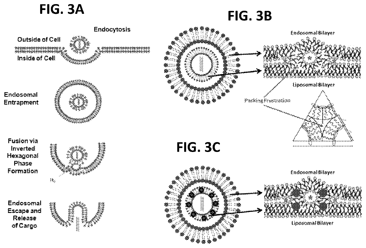 Nanoparticle-induced fusogenicity between liposome and endosome membranes for targeted delivery through endosomal escape