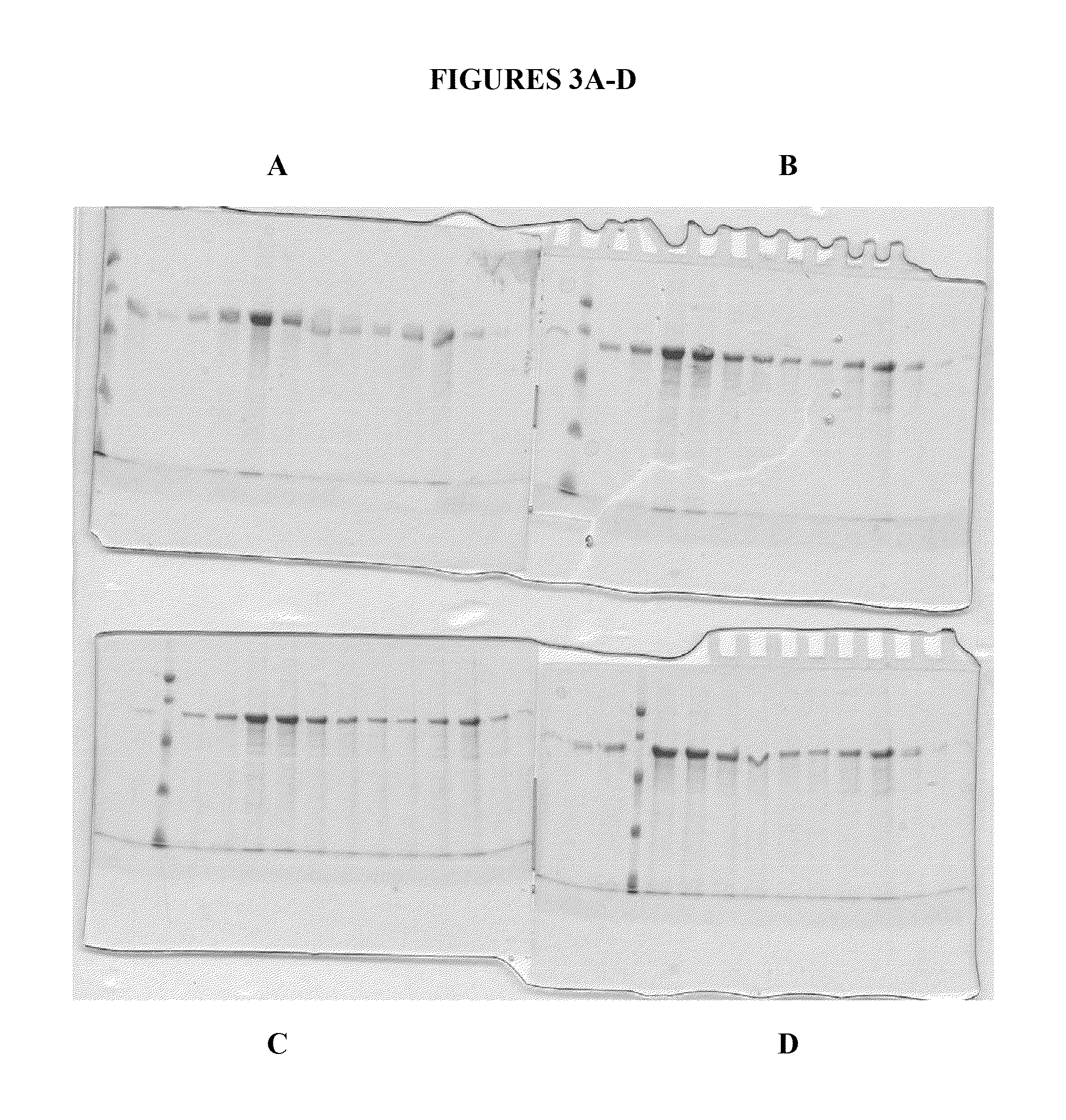 Compositions and methods for purifying calreticulin