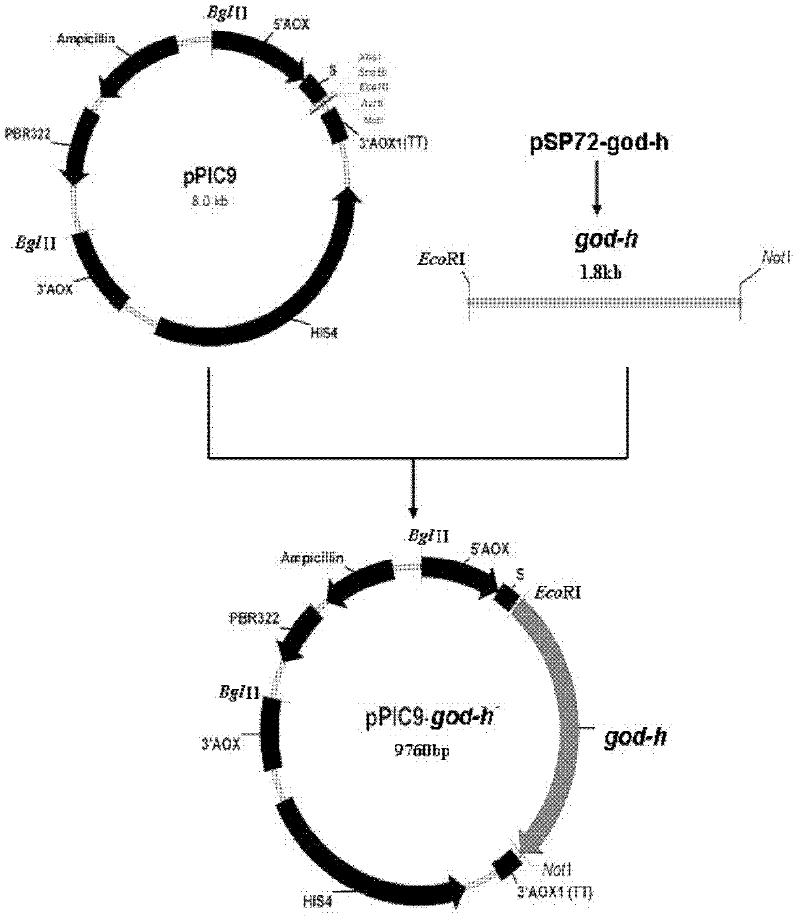 Optimized gene of recombinant glucose oxidase and expression vector and application of optimized gene