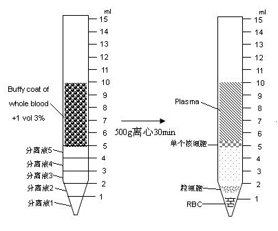 Granulocyte separating medium, and method for granulocyte separating and activity detecting