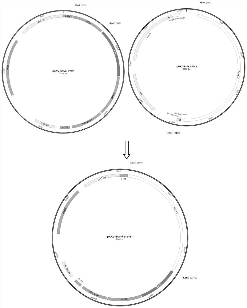 Promoter pLRRK2 and application thereof