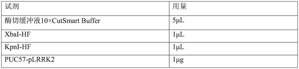 Promoter pLRRK2 and application thereof