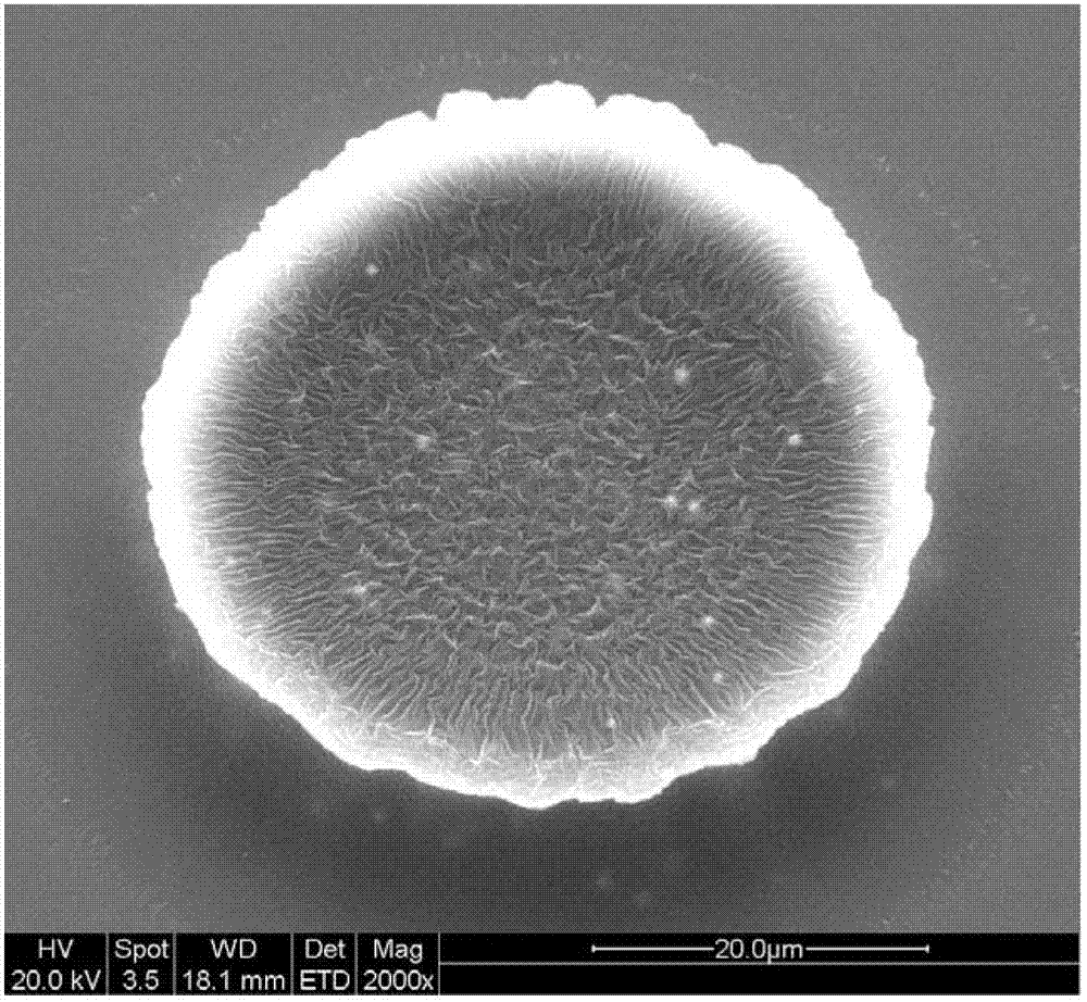 Preparation method for three-dimensional carbon micro-nano electrode array structure integrating carbon nano-drape
