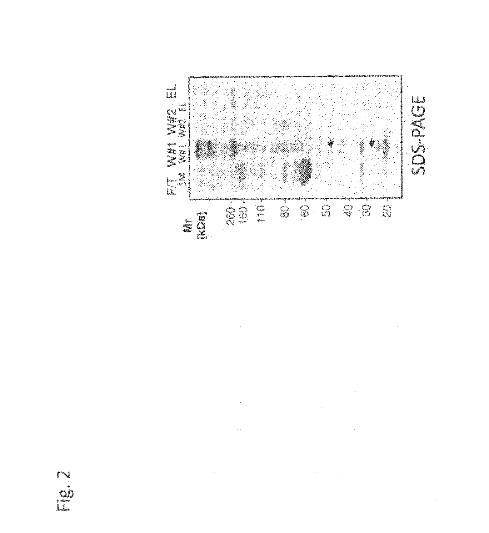 Methods for isolating blood products from an inter-alpha inhibitor protein-depleted blood product material