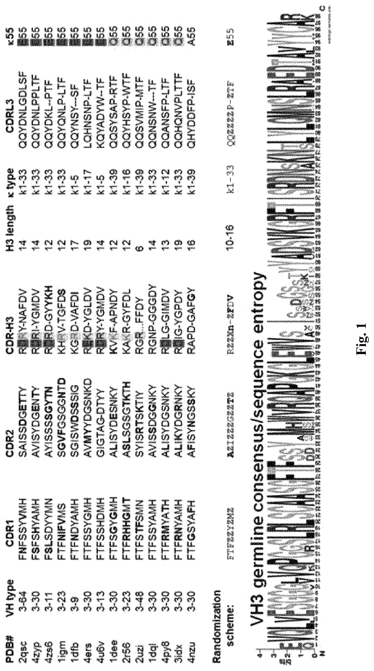 mRNA display antibody library and methods