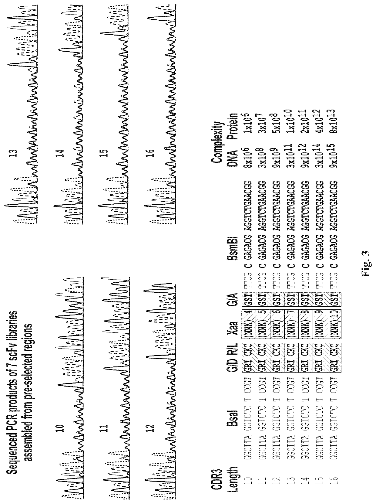 mRNA display antibody library and methods