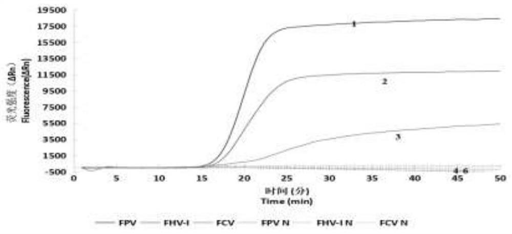 Kit for detecting FCV, FPV and FHV-1 viruses by nucleic acid extraction-free triple fluorescence RT-LAMP