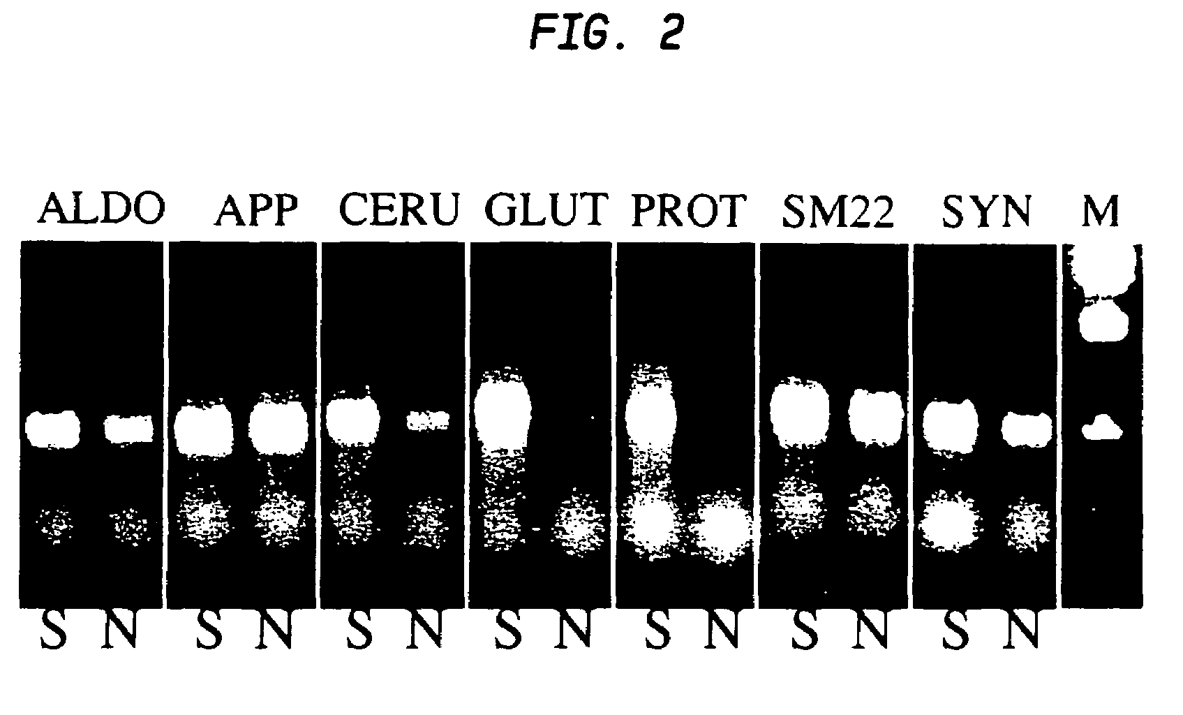 Multi-lineage directed induction of bone marrow stromal cell differentiation