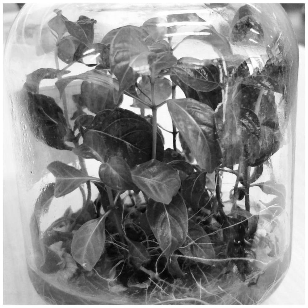 A kind of tissue culture method of Uncaria