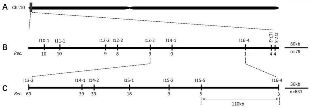 Corn southern rust resistance gene close linkage marker and application thereof