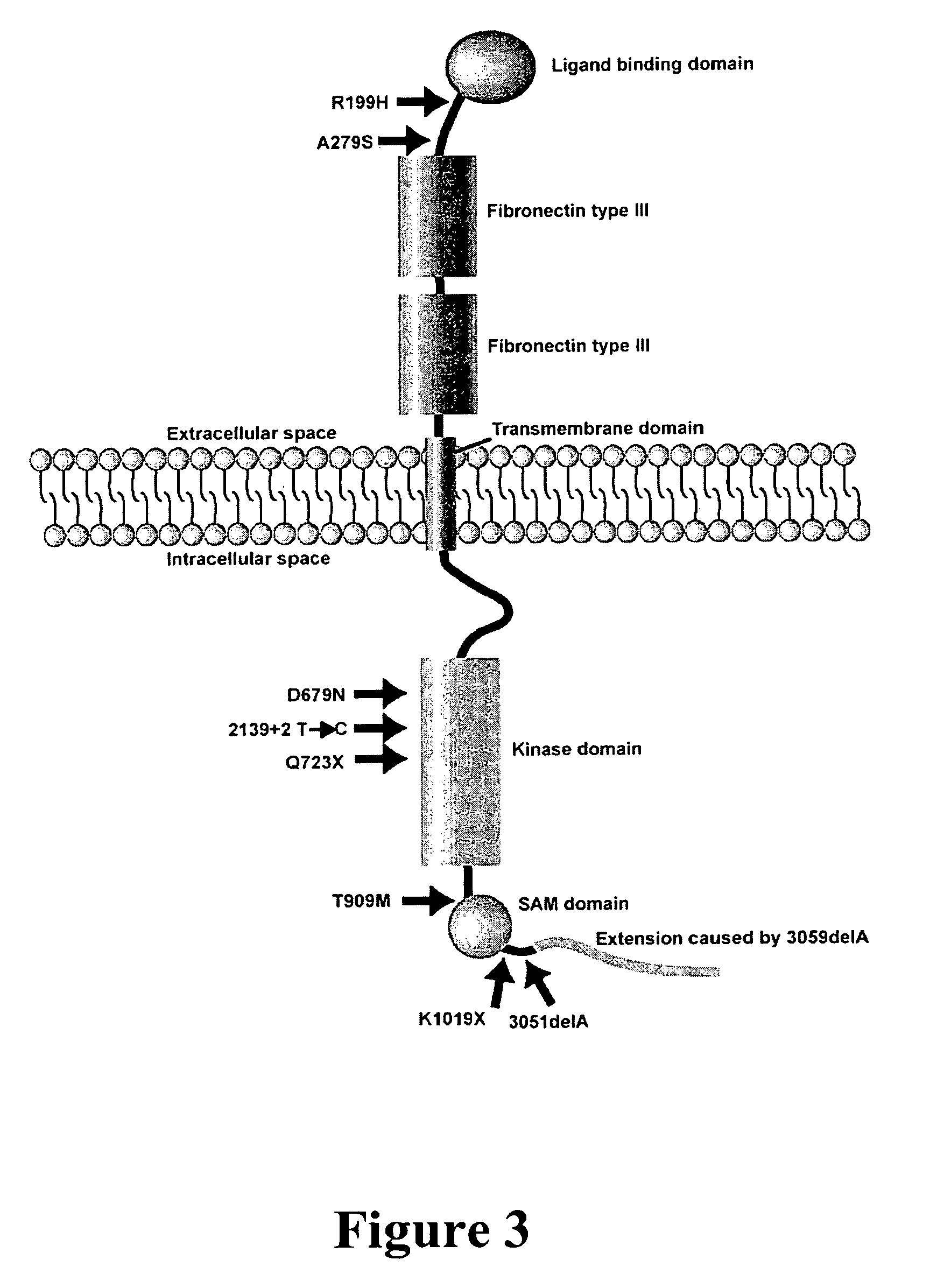 Compositions and methods for prognosis of cancers