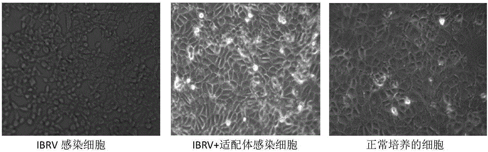 Infectious bovine rhinotracheitis virus (IBRV) aptamer and application thereof