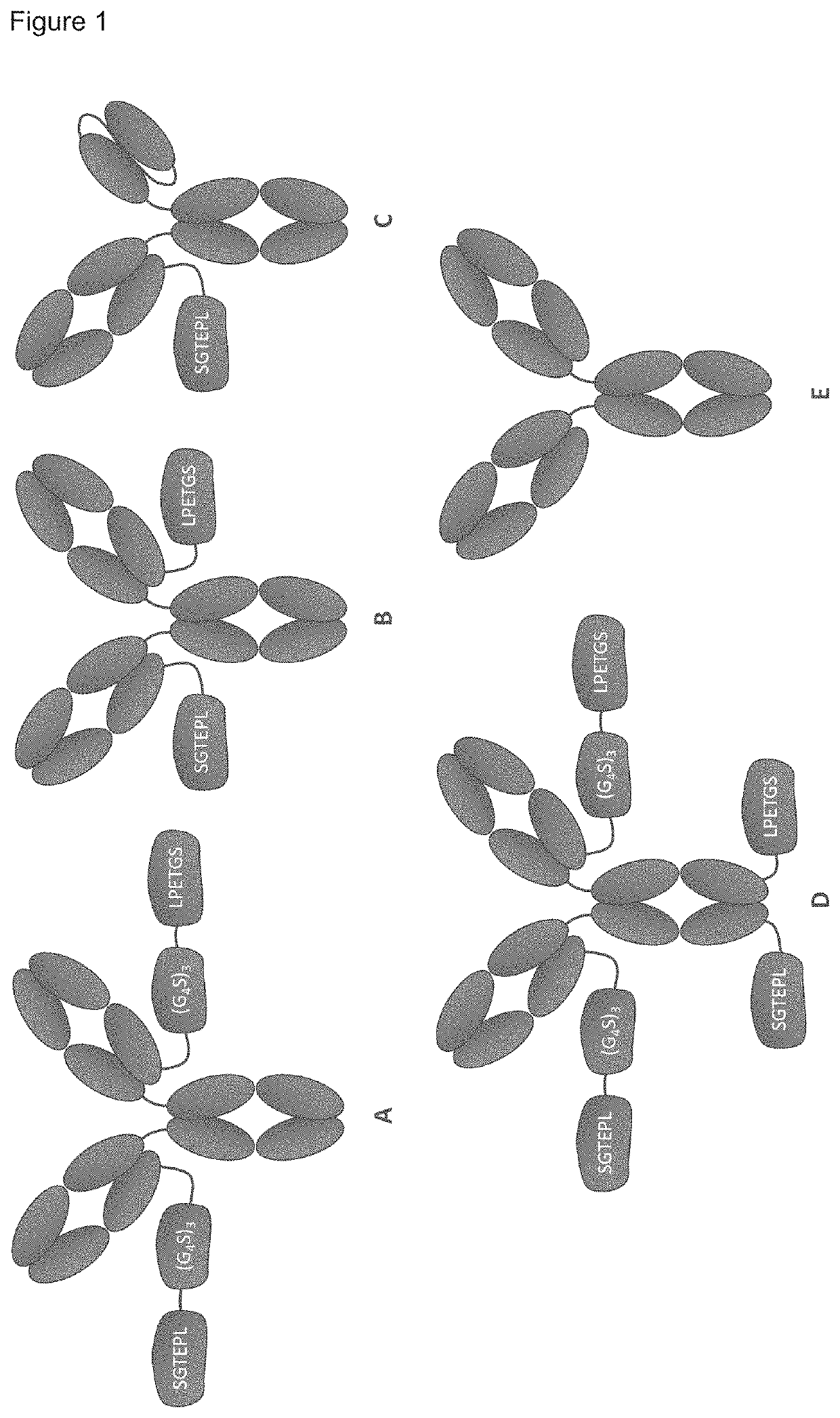 Combination therapy utilizing DNA alkylating agents and atr inhibitors