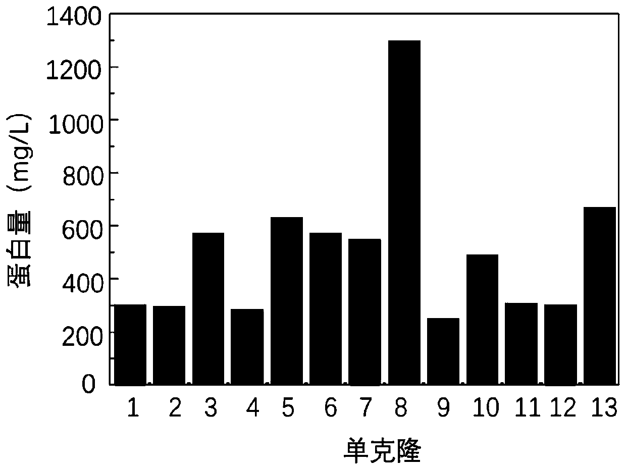 Fusion protein hfbi-rgd gene and protein