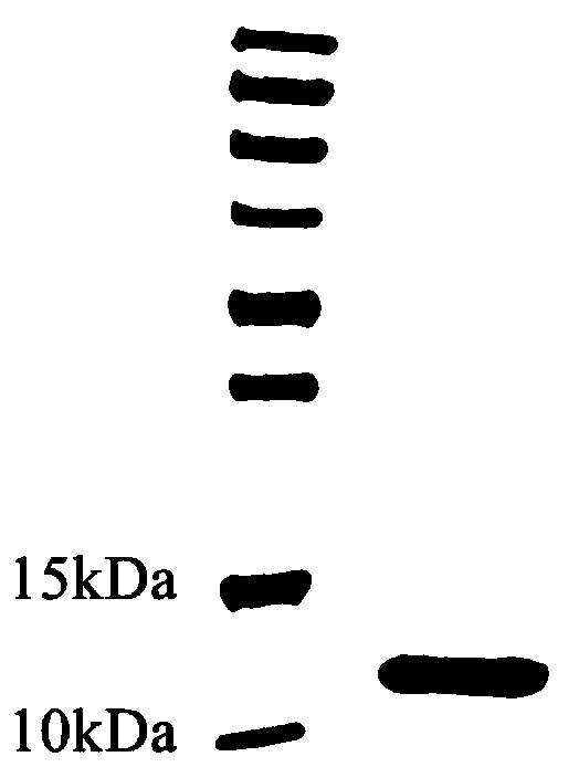 Fusion protein hfbi-rgd gene and protein