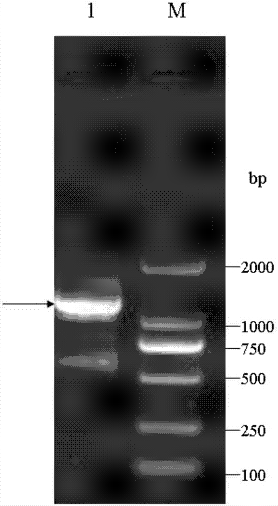 Drug-resistant estrogen-related receptor gene LSERR of laodelphax striatellus, gene segment capable of reducing drug resistance of laodelphax striatellus and application of gene segment