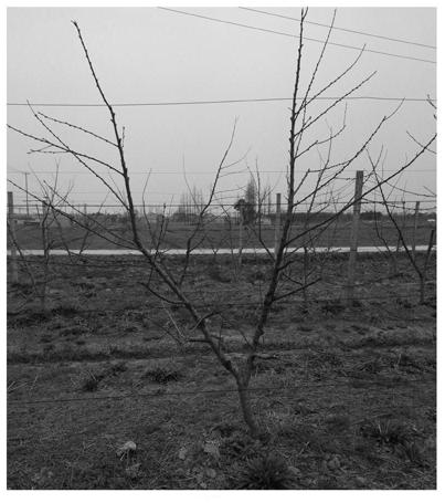 A method for cultivation and management of u-shaped peach trees suitable for mechanized operation
