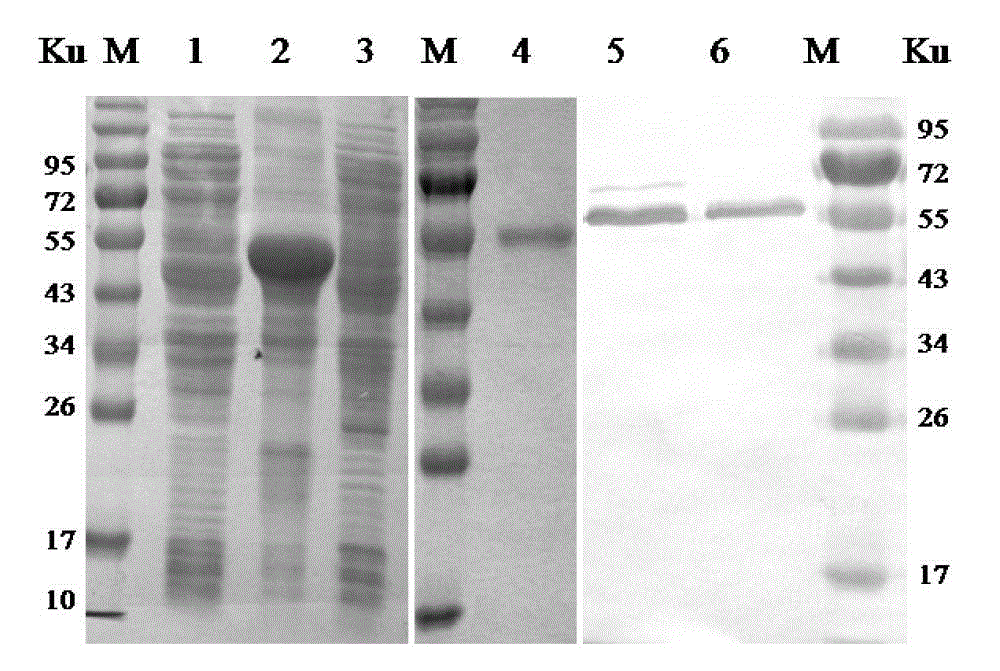 Monoclonal antibody against Eastern Equine Encephalitis Virus e2 protein (eeev-5e4) and its recognized B-cell epitope polypeptide and application