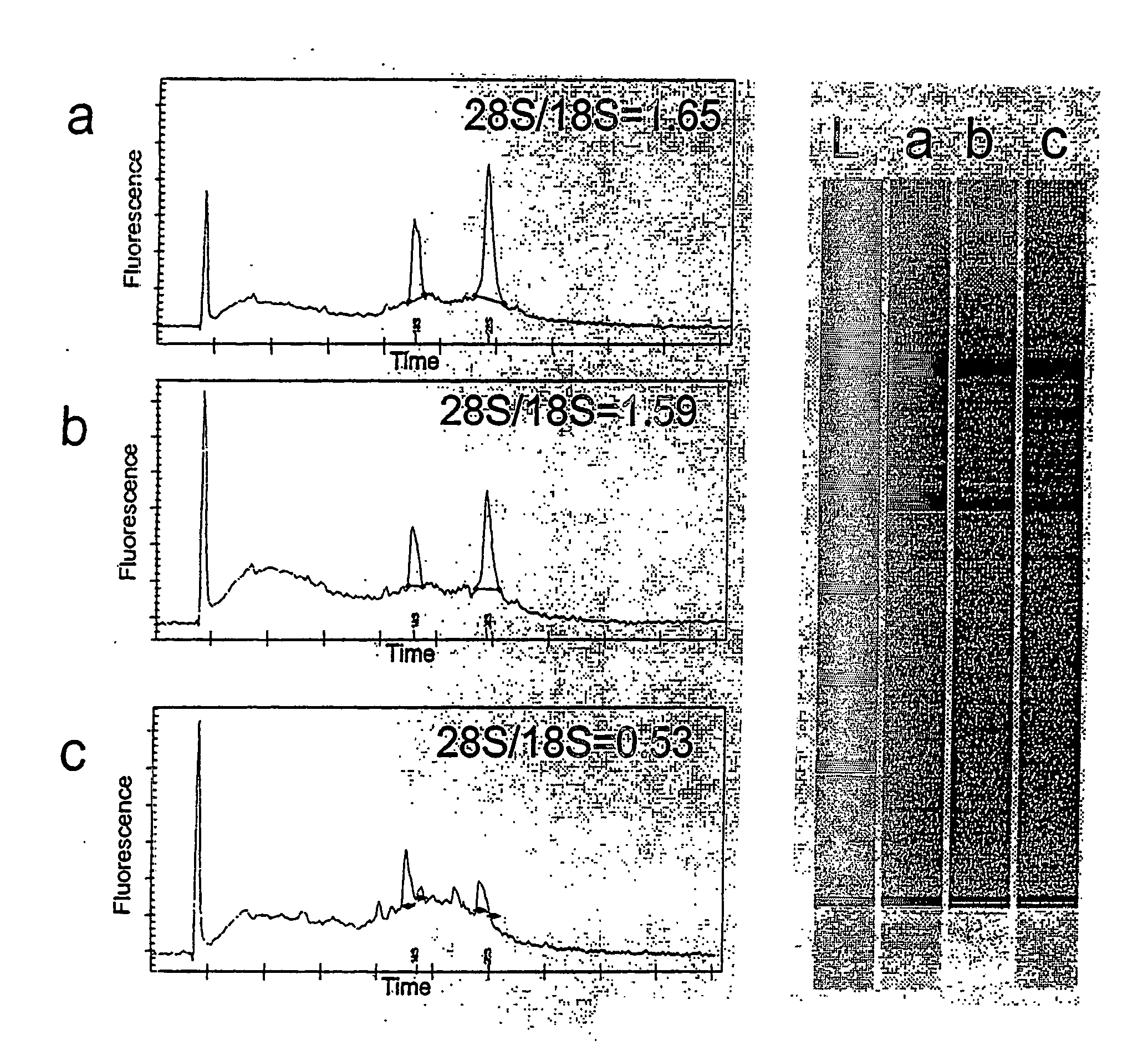 Methods For Idendifying Drug Targets And Modulators Of Neurons and Compositions Comprising The Same