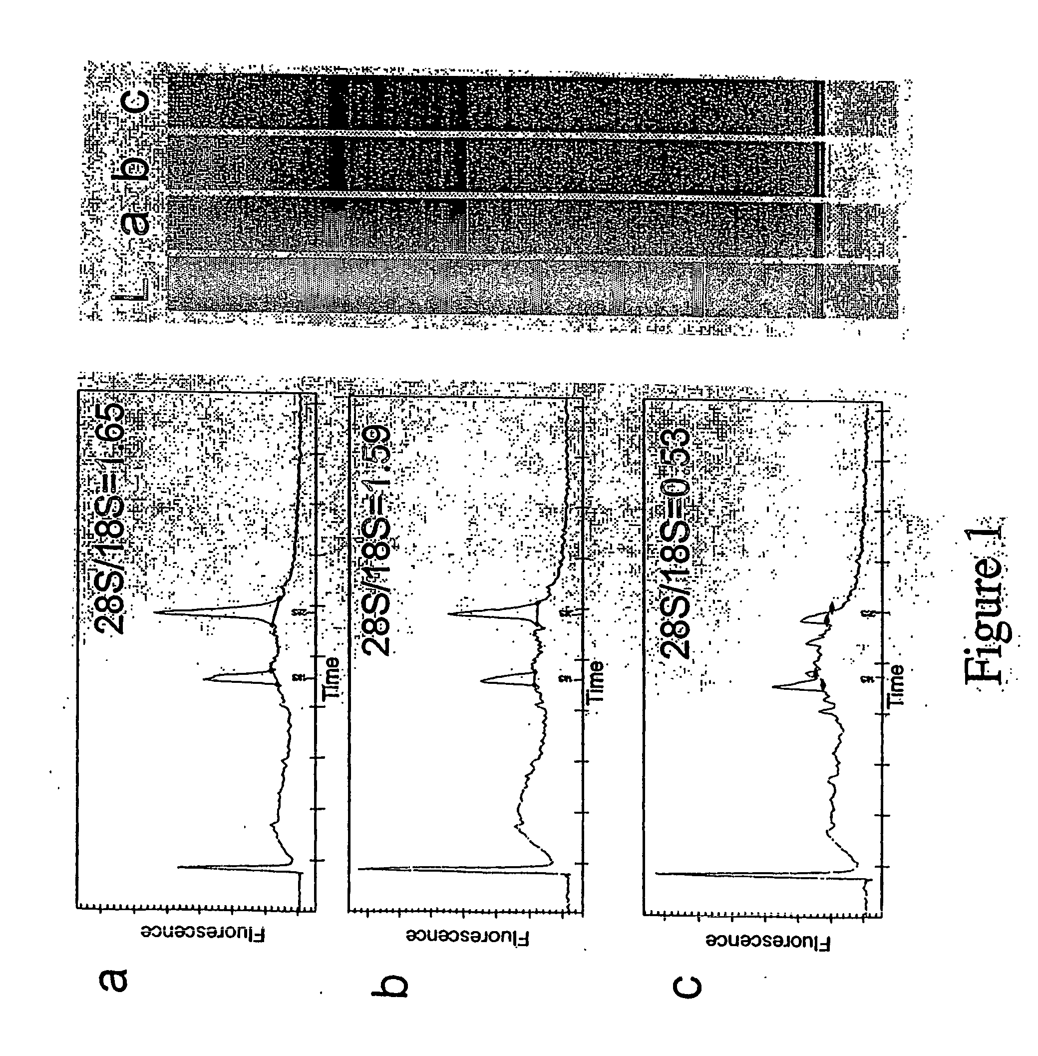 Methods For Idendifying Drug Targets And Modulators Of Neurons and Compositions Comprising The Same