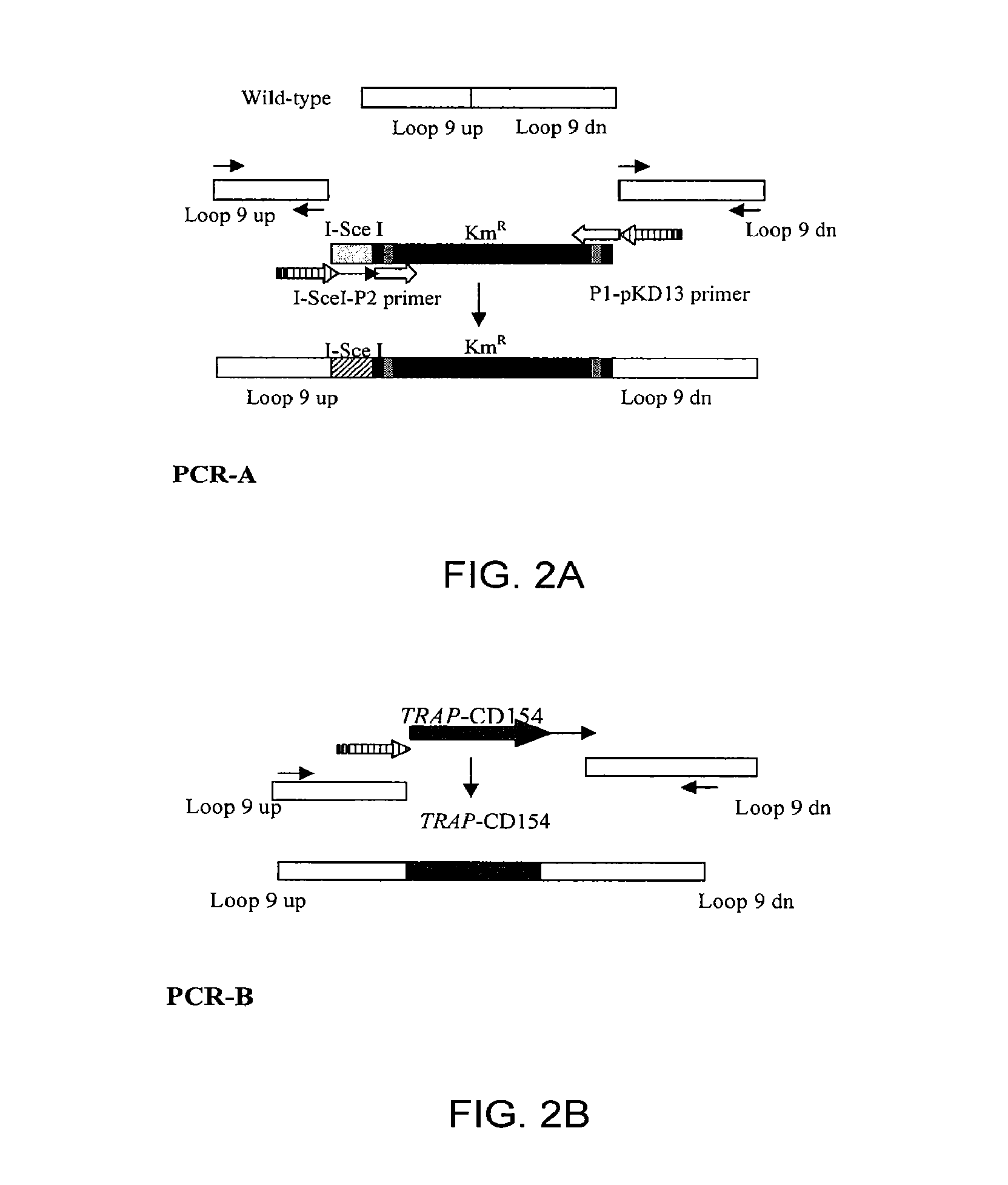 Compositions and methods of enhancing immune responses to eimeria