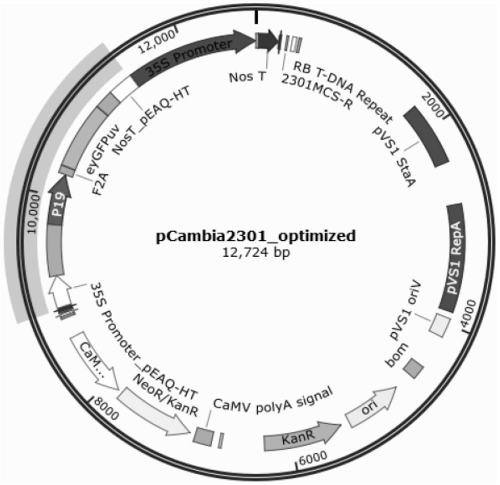 Agrobacterium binary expression vector