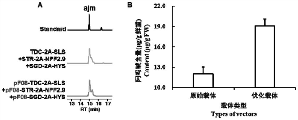 Agrobacterium binary expression vector