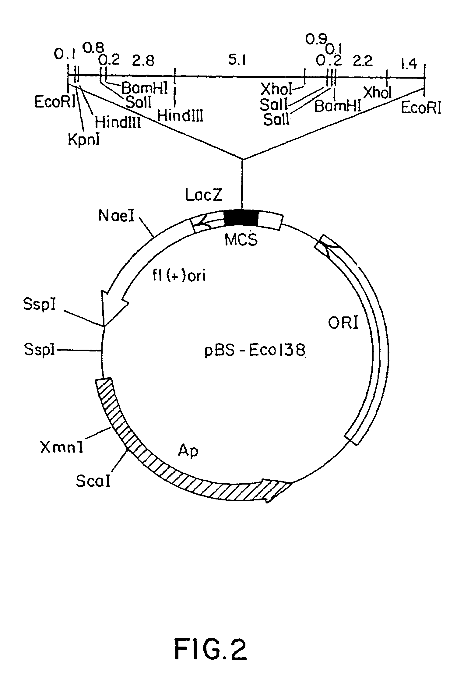 Methods of conferring ppo-inhibiting herbicide resistance to plants by gene manipulation