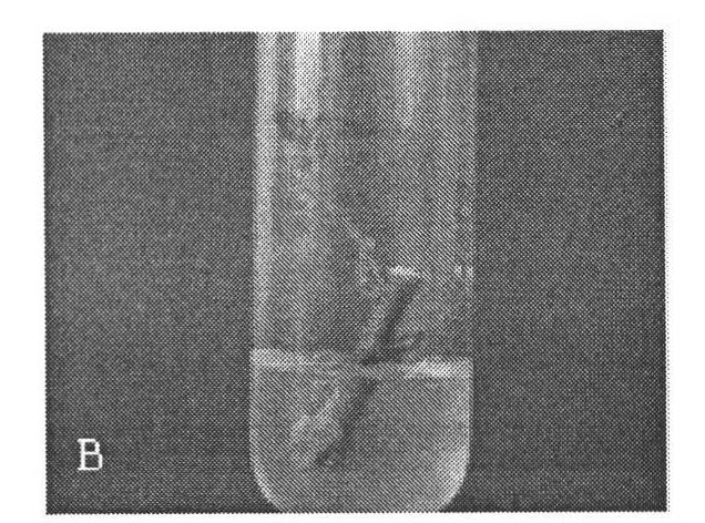 In-vitro rapid propagation method of double-petal Jasminum sambac