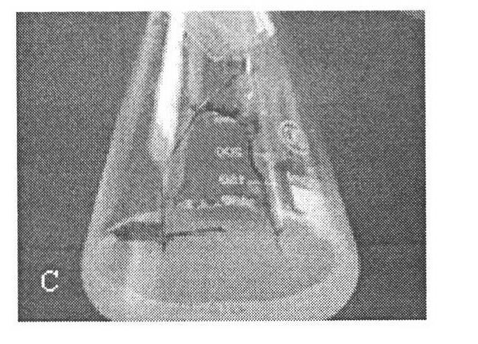 In-vitro rapid propagation method of double-petal Jasminum sambac