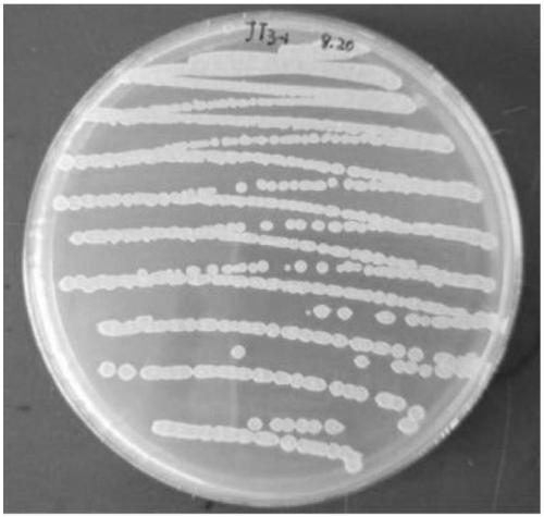 Bacterial strain capable of preventing and treating cattle and sheep diarrheal diseases