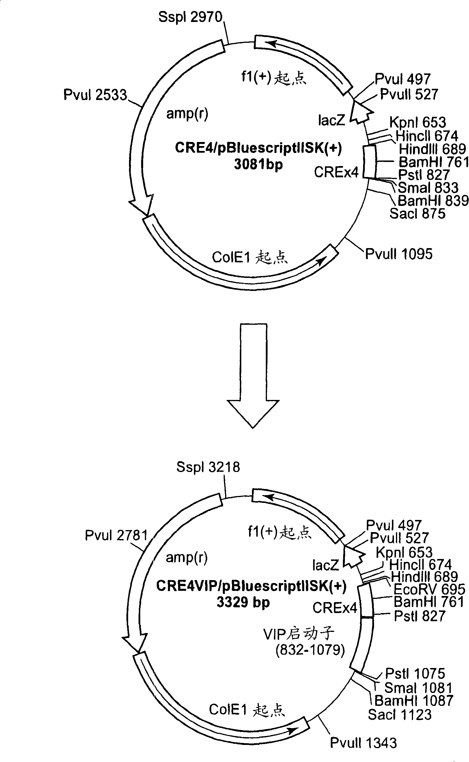 Peptide having anti-anxiety effect and method for screening thereof