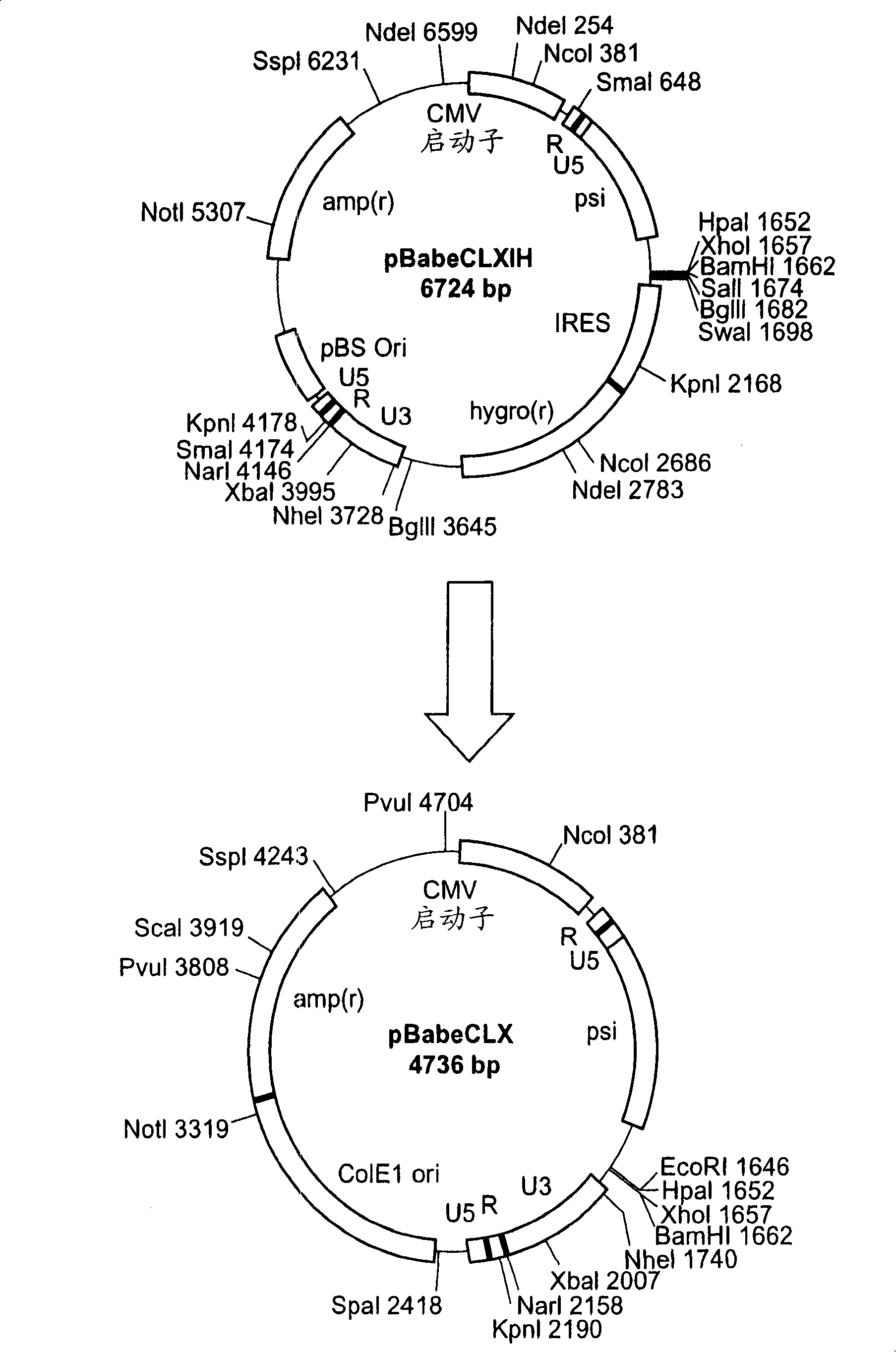 Peptide having anti-anxiety effect and method for screening thereof