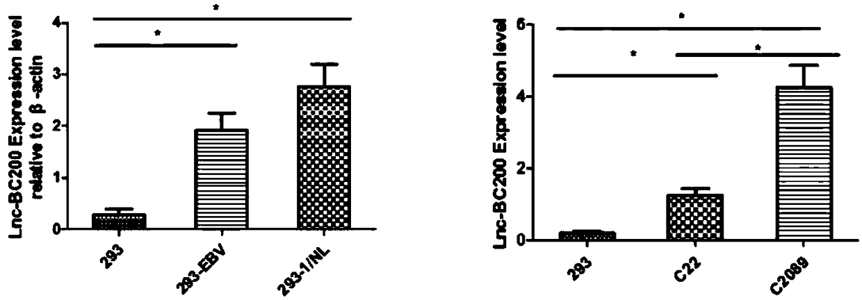 Preparation for detecting long chain noncoding RNA BC200 and application method of preparation