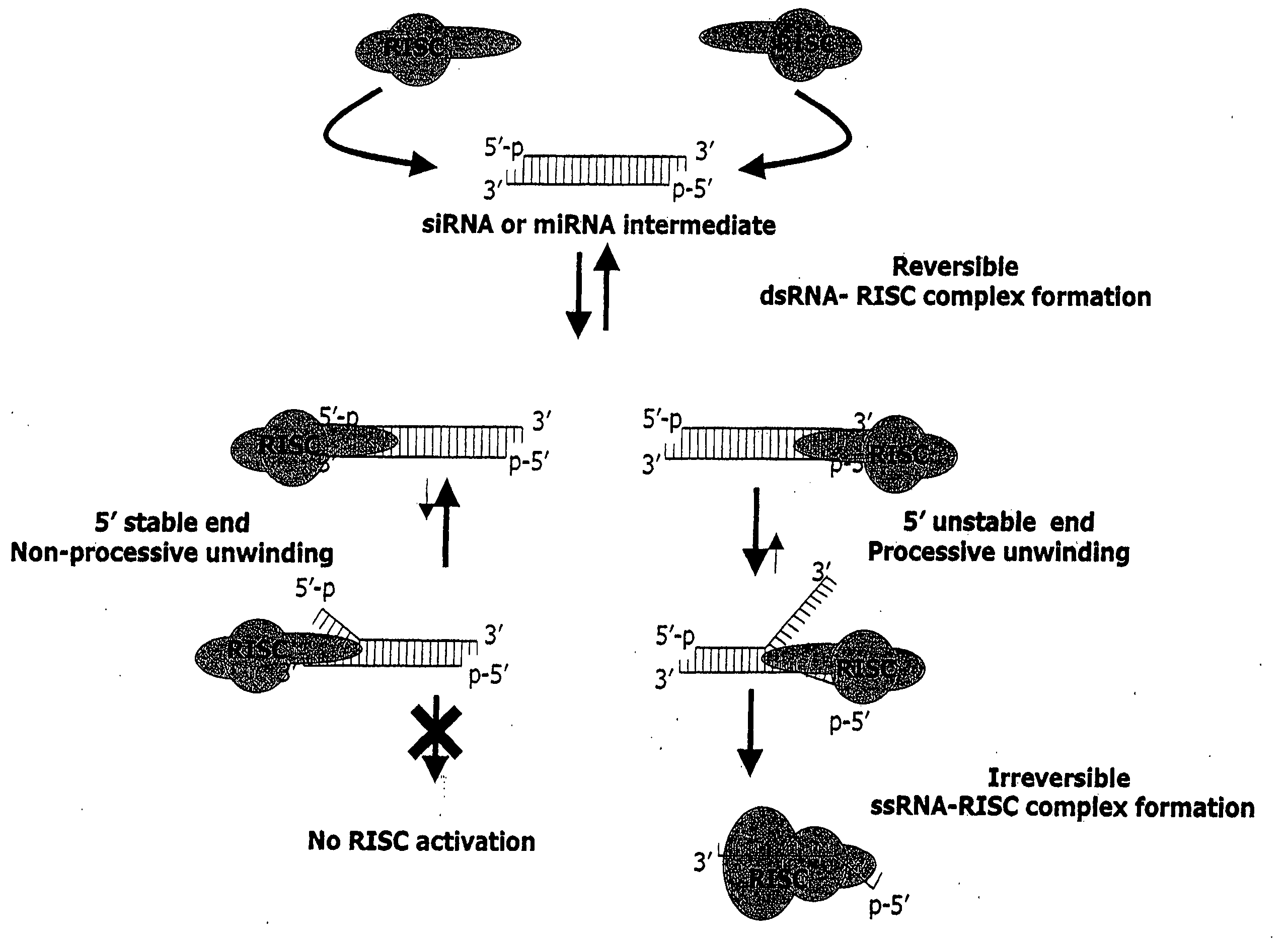 Functional and hyperfunctional siRNA