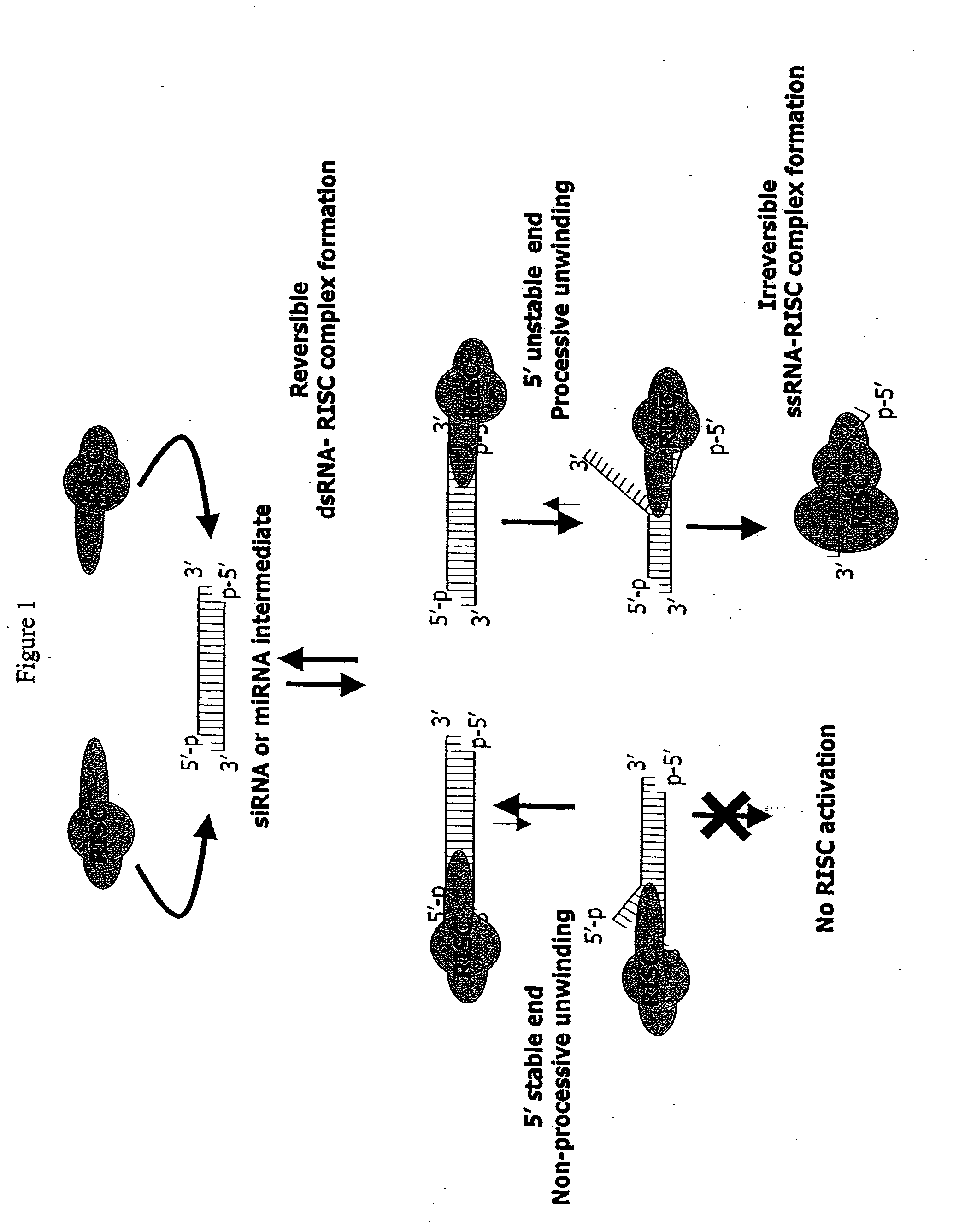 Functional and hyperfunctional siRNA