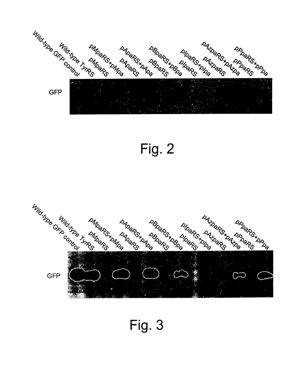 Genetic incorporation of unnatural amino acids into proteins in mammalian cells