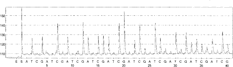 Hepatitis C sequencing and typing kit and detection method thereof