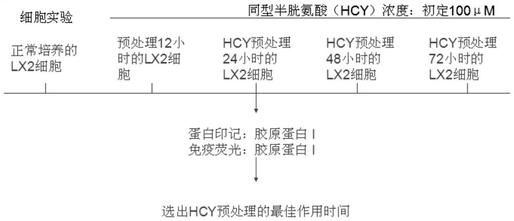 A method for establishing a liver fibrosis model induced by hyperhomocysteinemia