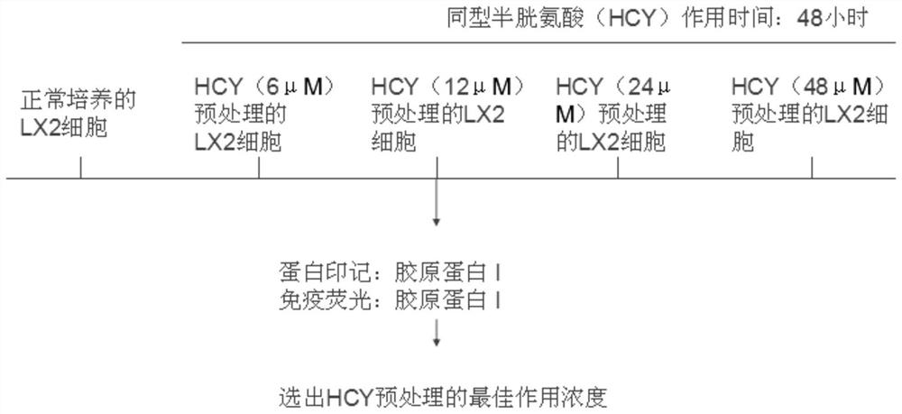 A method for establishing a liver fibrosis model induced by hyperhomocysteinemia