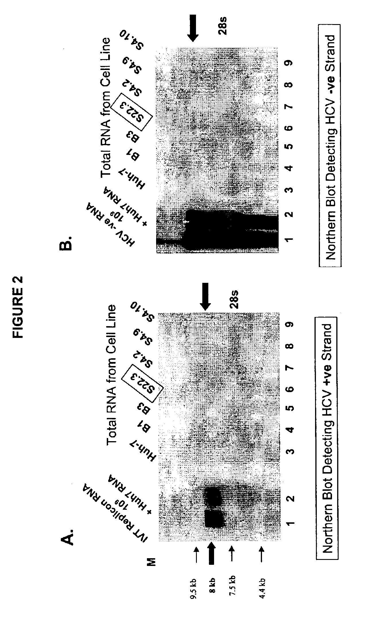 Self-replicating RNA molecule from hepatitis C virus