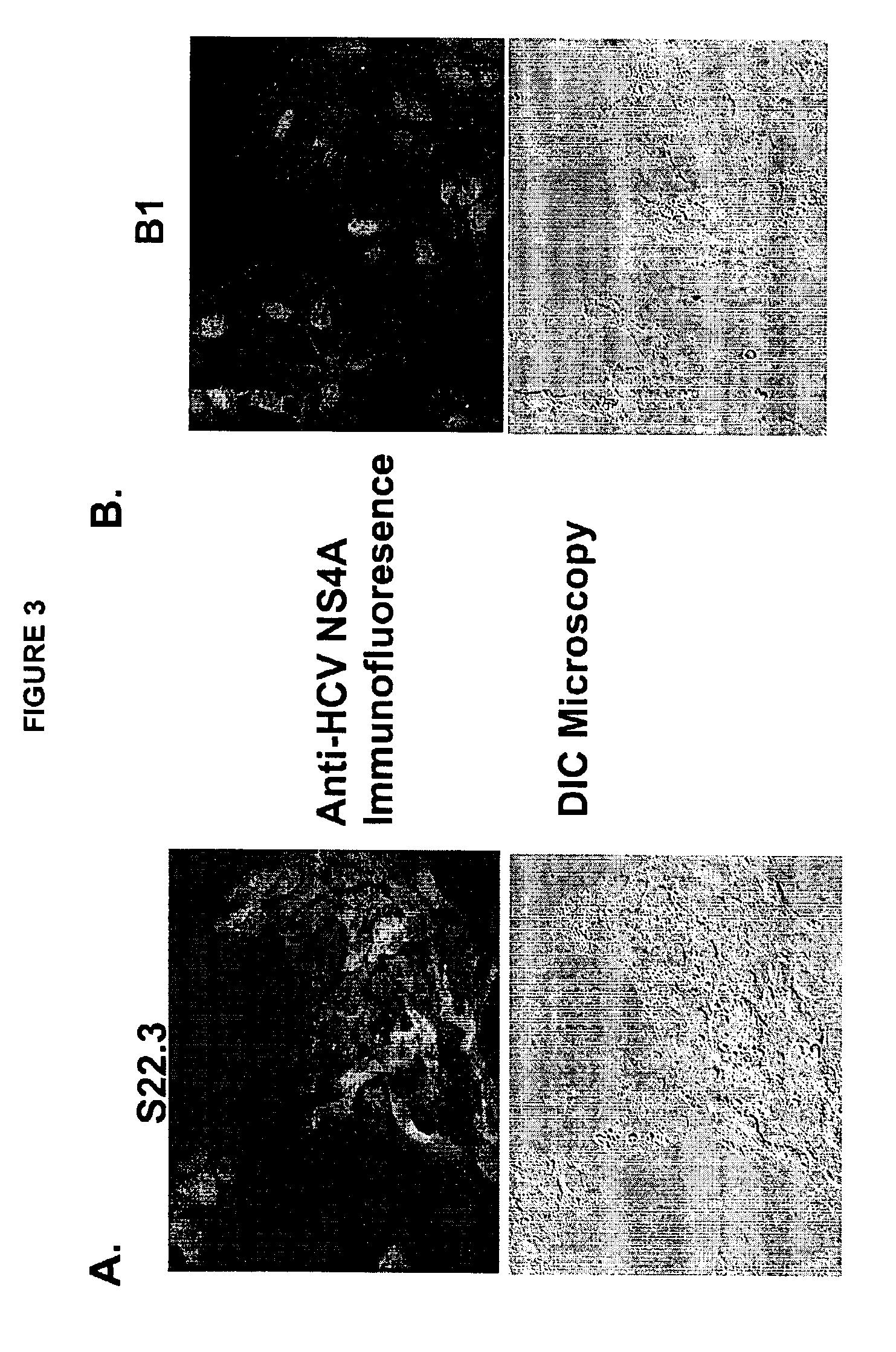 Self-replicating RNA molecule from hepatitis C virus